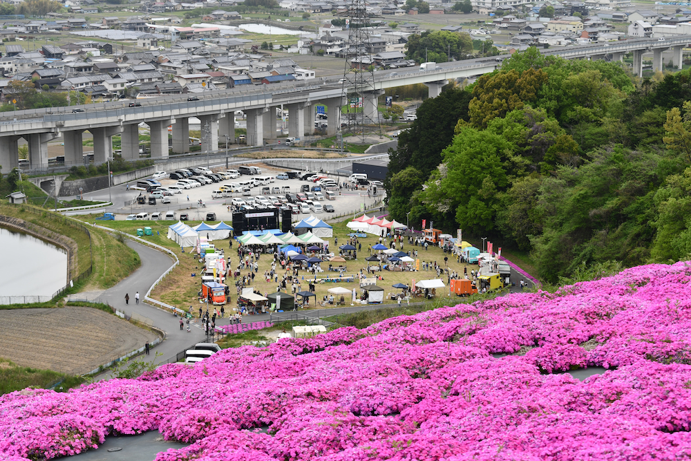 2604shibazakura3